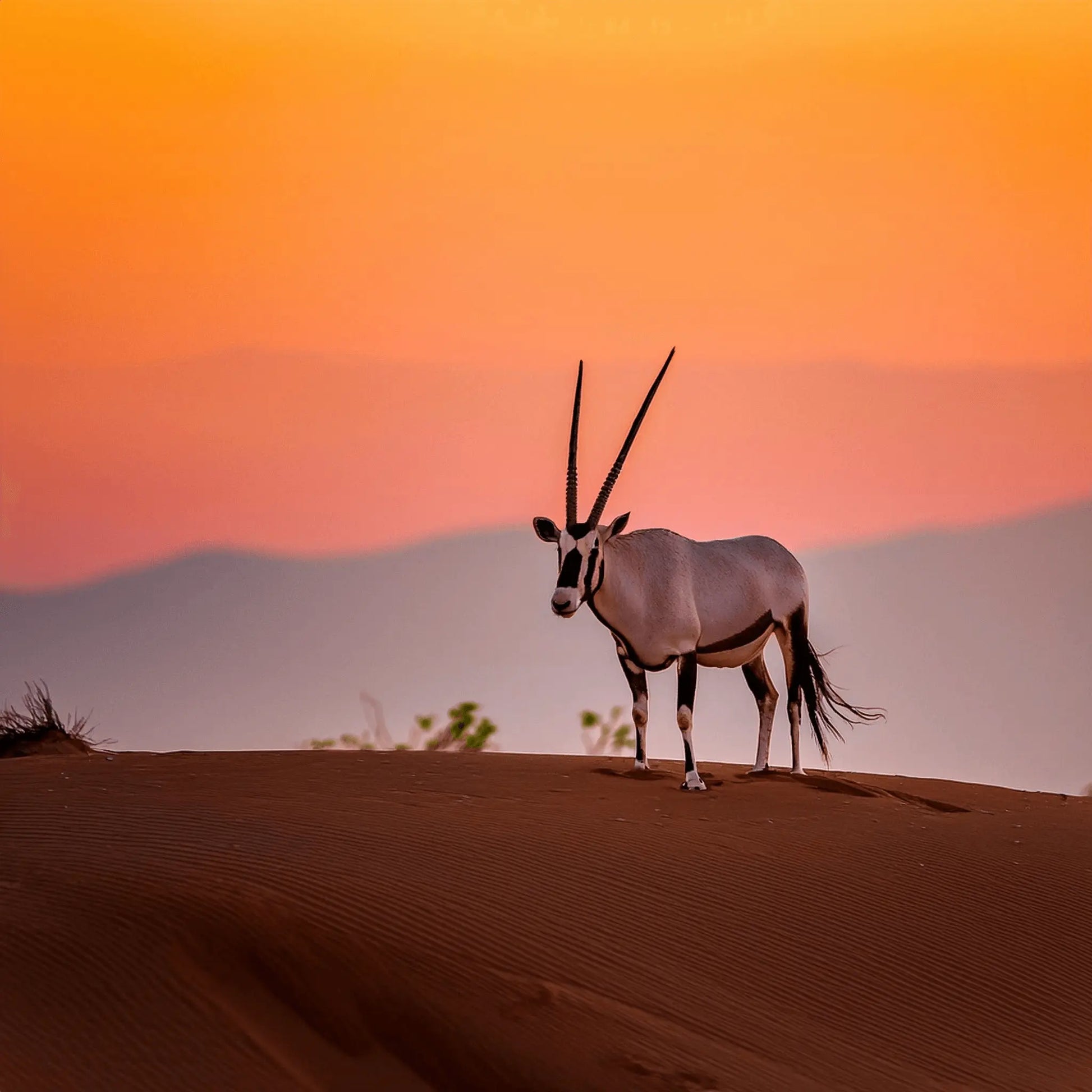 Gazella Oman Journey